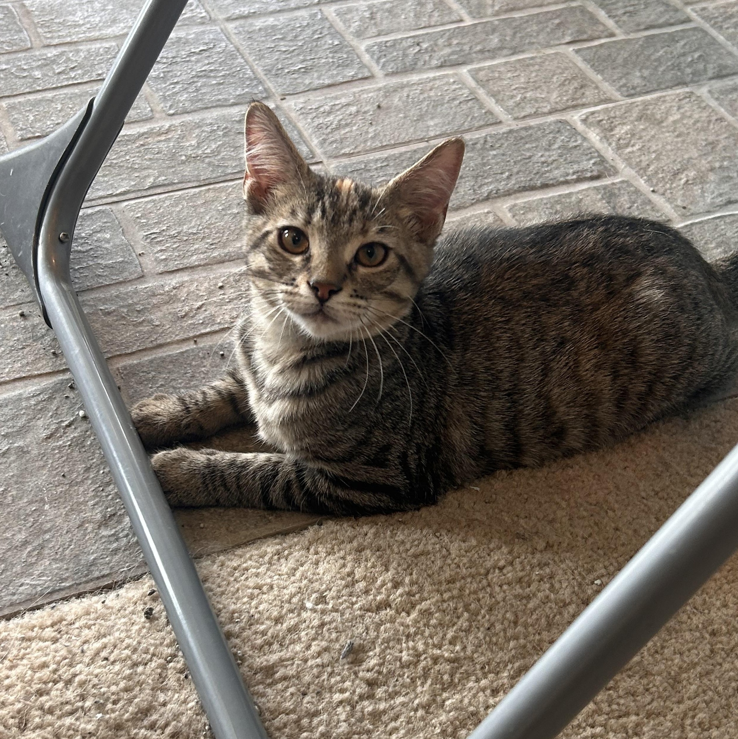 Enlarge Kiara, an adopted Domestic Short Hair in Gerrardstown, WV image 2/4
