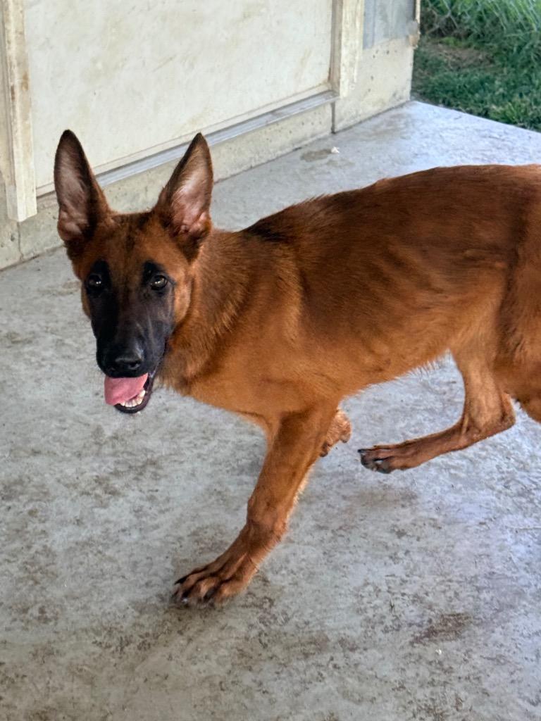 Athena, Adopted, Puppy Female German Shepherd Dog.