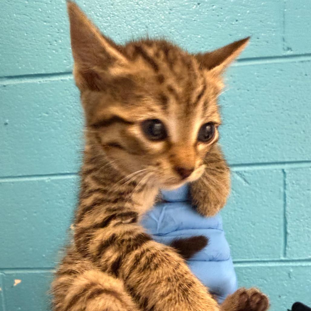 Funnel Cake, Adoptable, Kitten Male Domestic Short Hair.