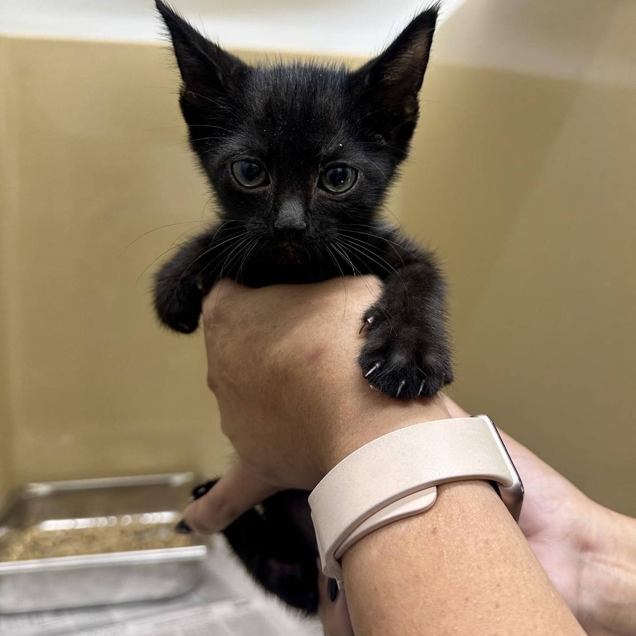 Enlarge Xena, a Adopted Domestic Short Hair in Converse, TX image 1/1
