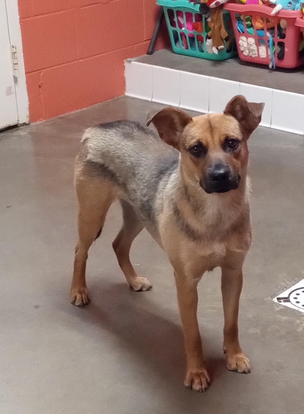 Enlarge Mable, a Adoptable mixed breed in Onley, VA image 1/3