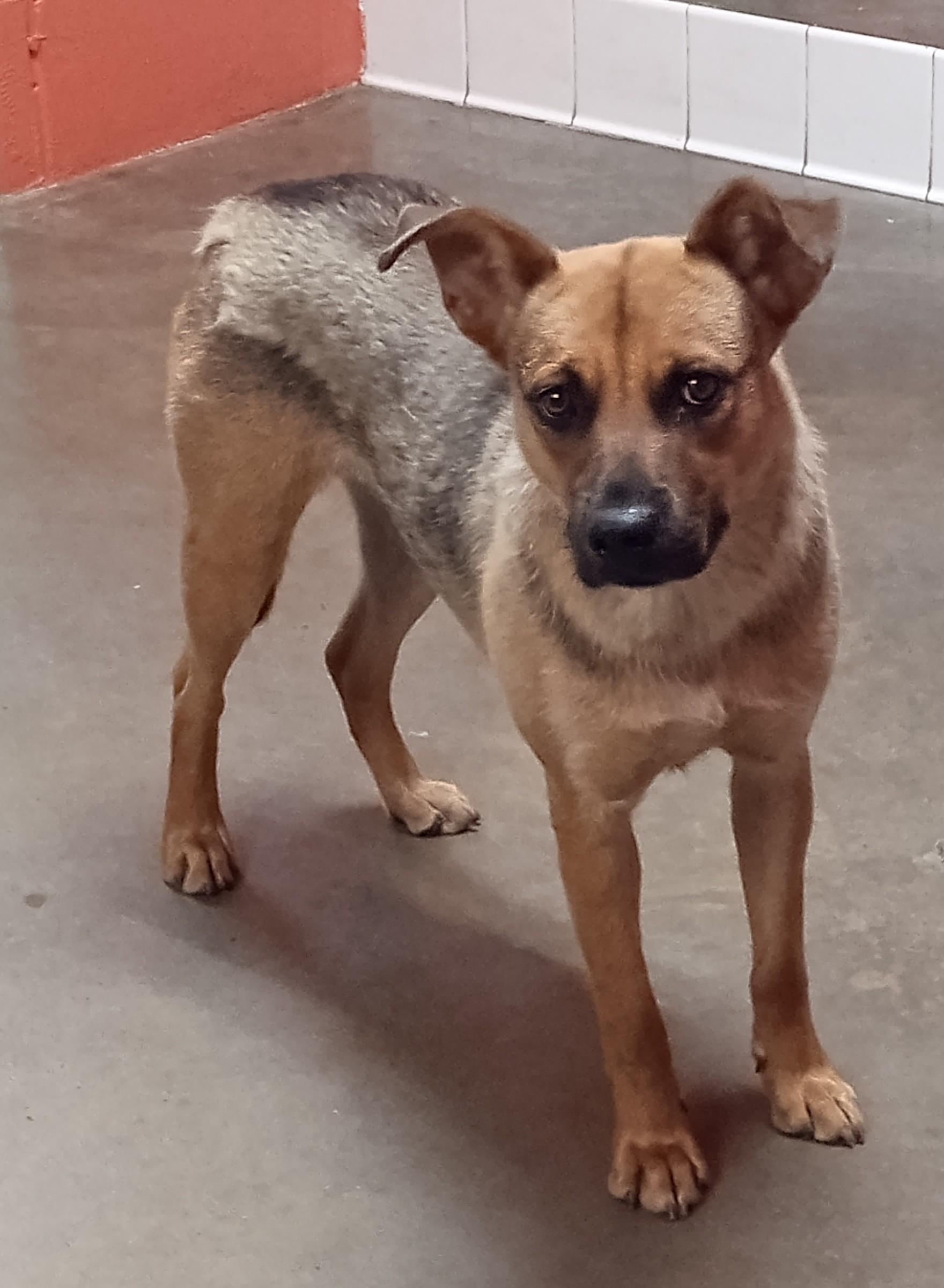 Enlarge Mable, a Adoptable mixed breed in Onley, VA image 2/3