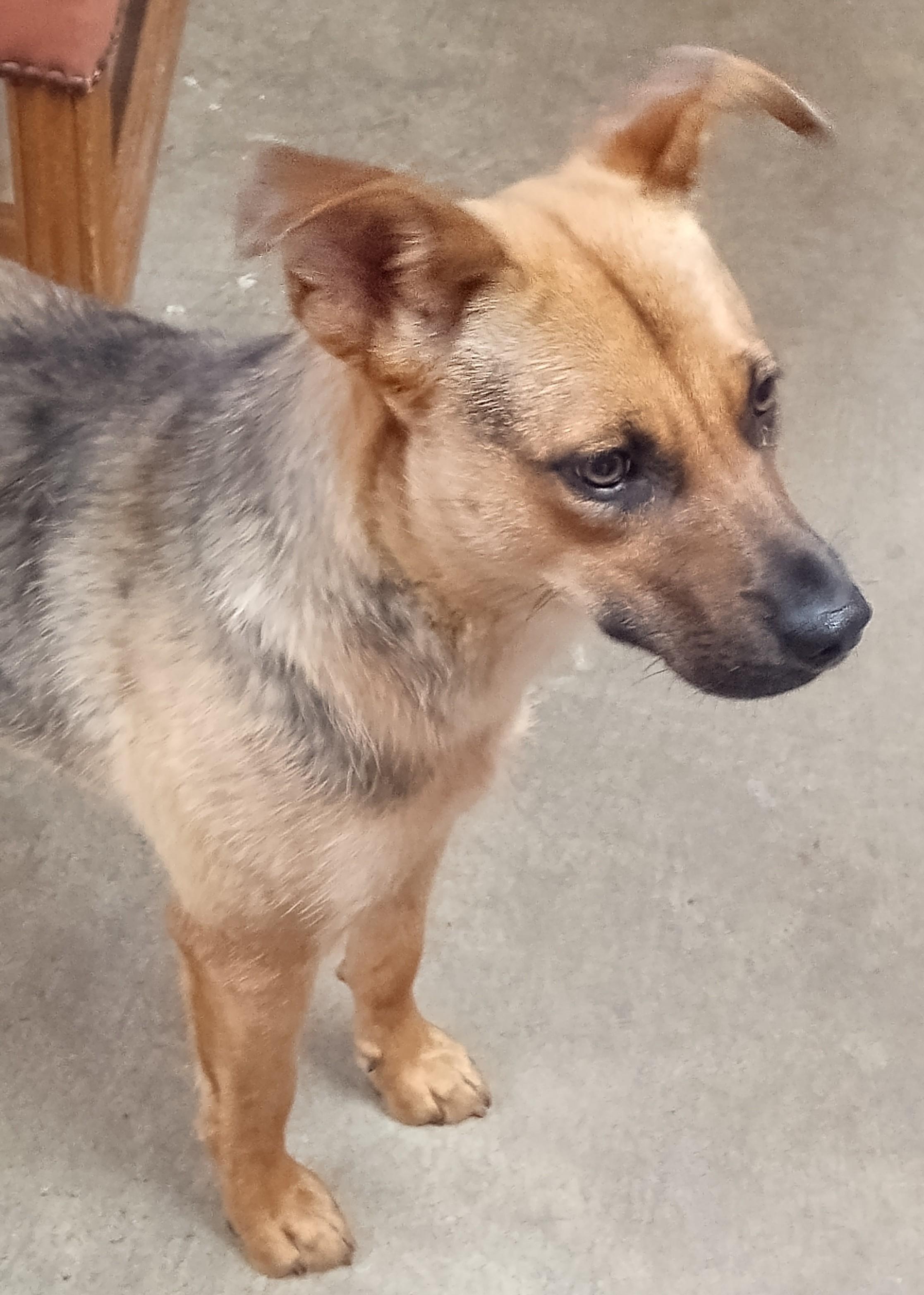 Enlarge Mable, a Adoptable mixed breed in Onley, VA image 3/3