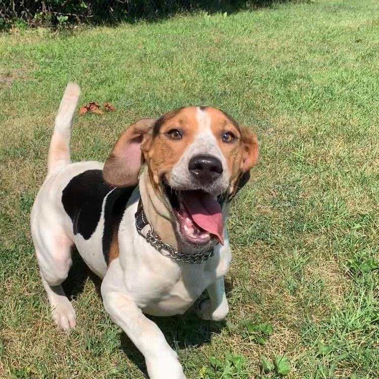 Enlarge Barkley, a Adoptable Beagle in Standish, MI image 1/1