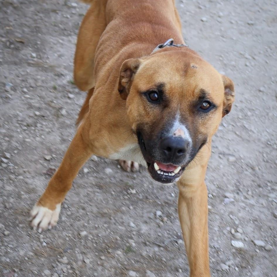 Enlarge Rocket, a ADOPTABLE mixed breed in Hollister, MO image 3/4
