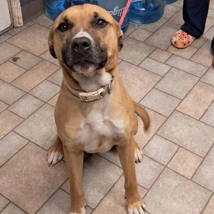 Enlarge Rocket, a ADOPTABLE mixed breed in Hollister, MO image 1/1