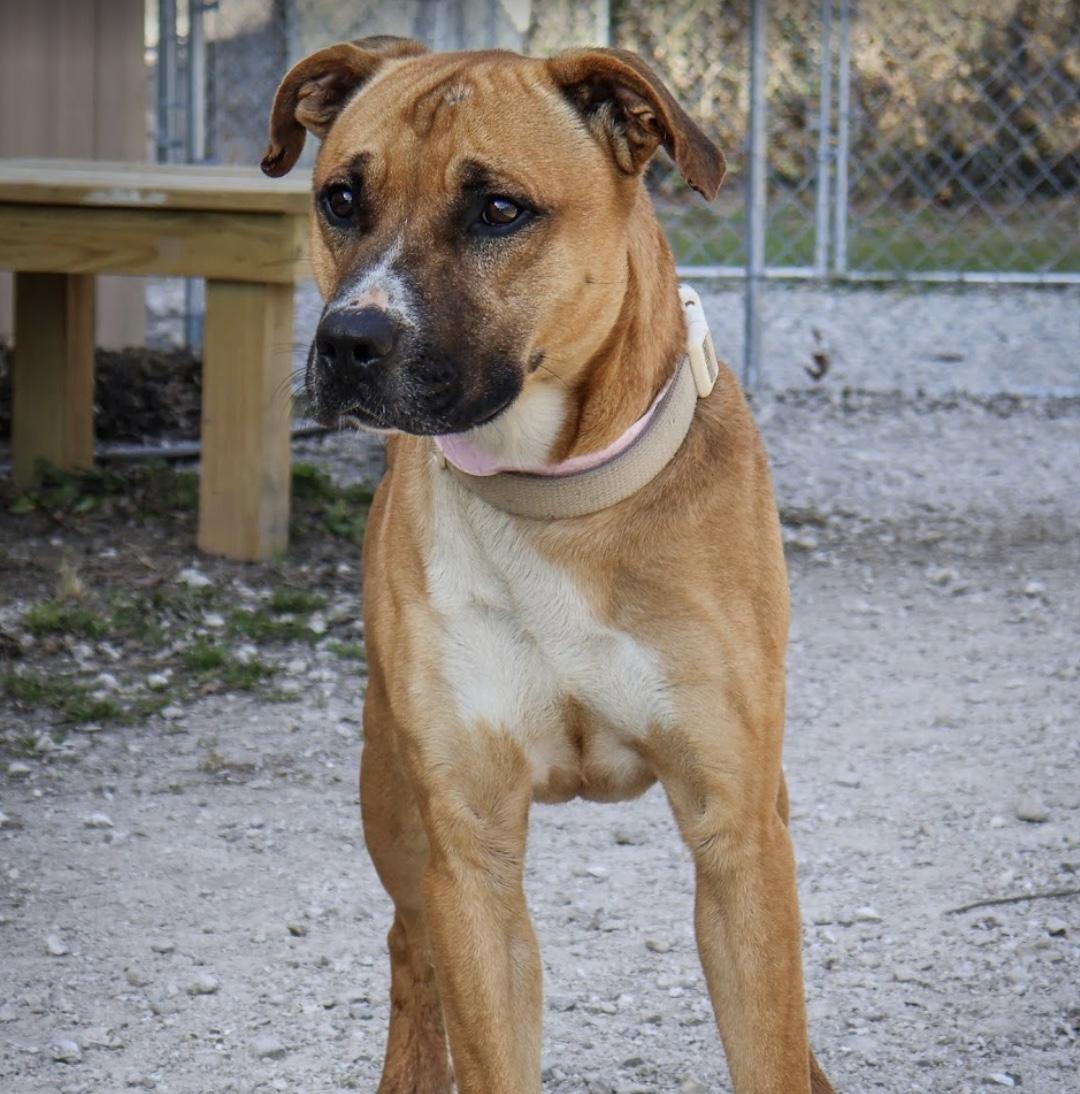 Enlarge Rocket, a ADOPTABLE mixed breed in Hollister, MO image 1/4