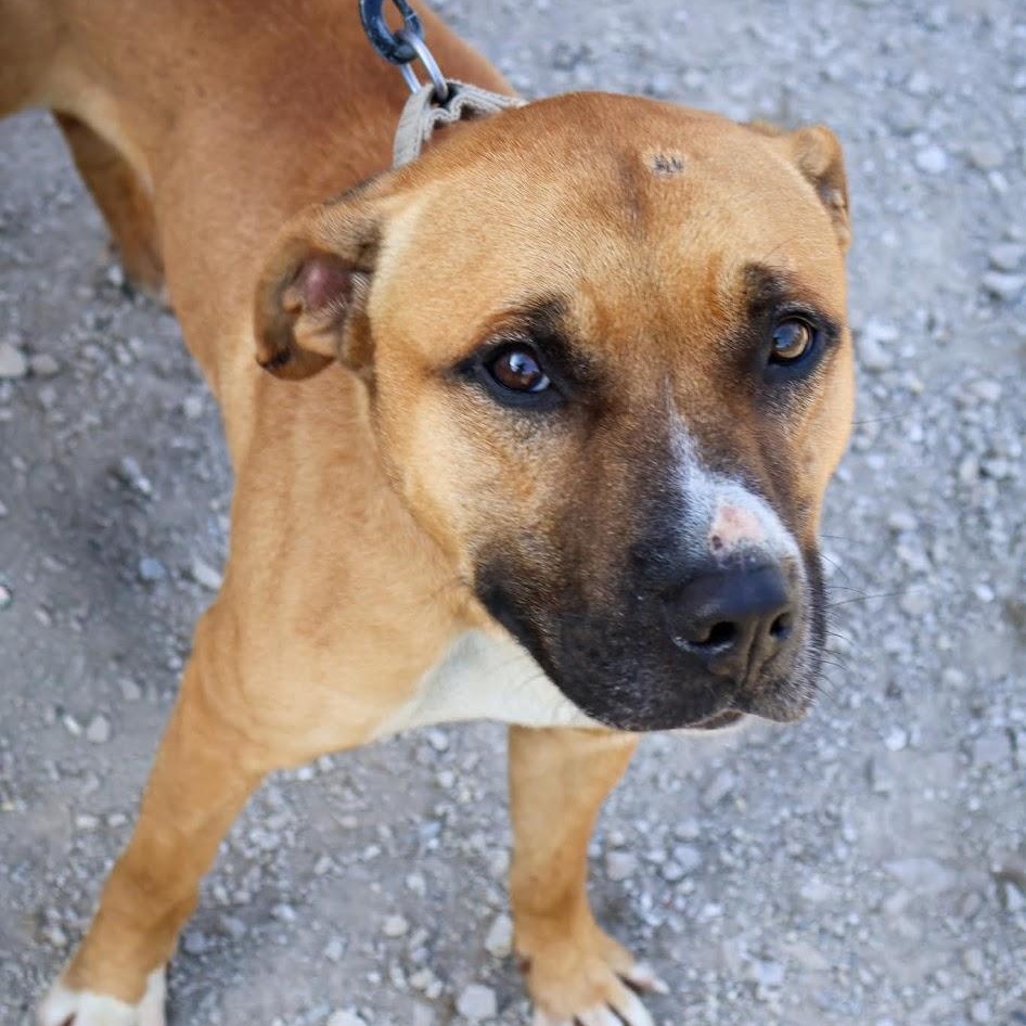 Enlarge Rocket, a ADOPTABLE mixed breed in Hollister, MO image 2/4