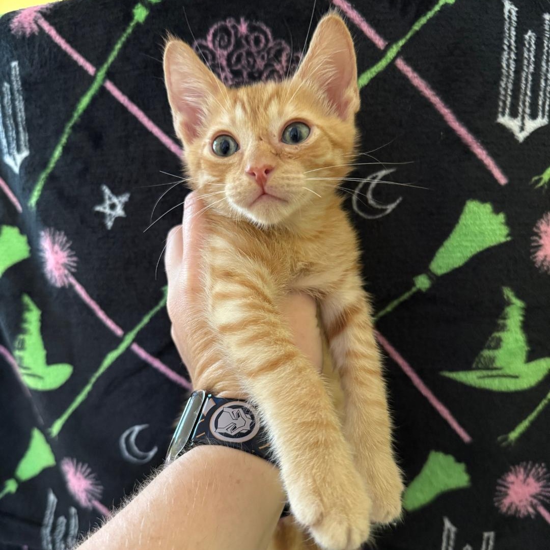 Wizard (adoptable 1/30), Adoptable, Kitten Male Domestic Short Hair.