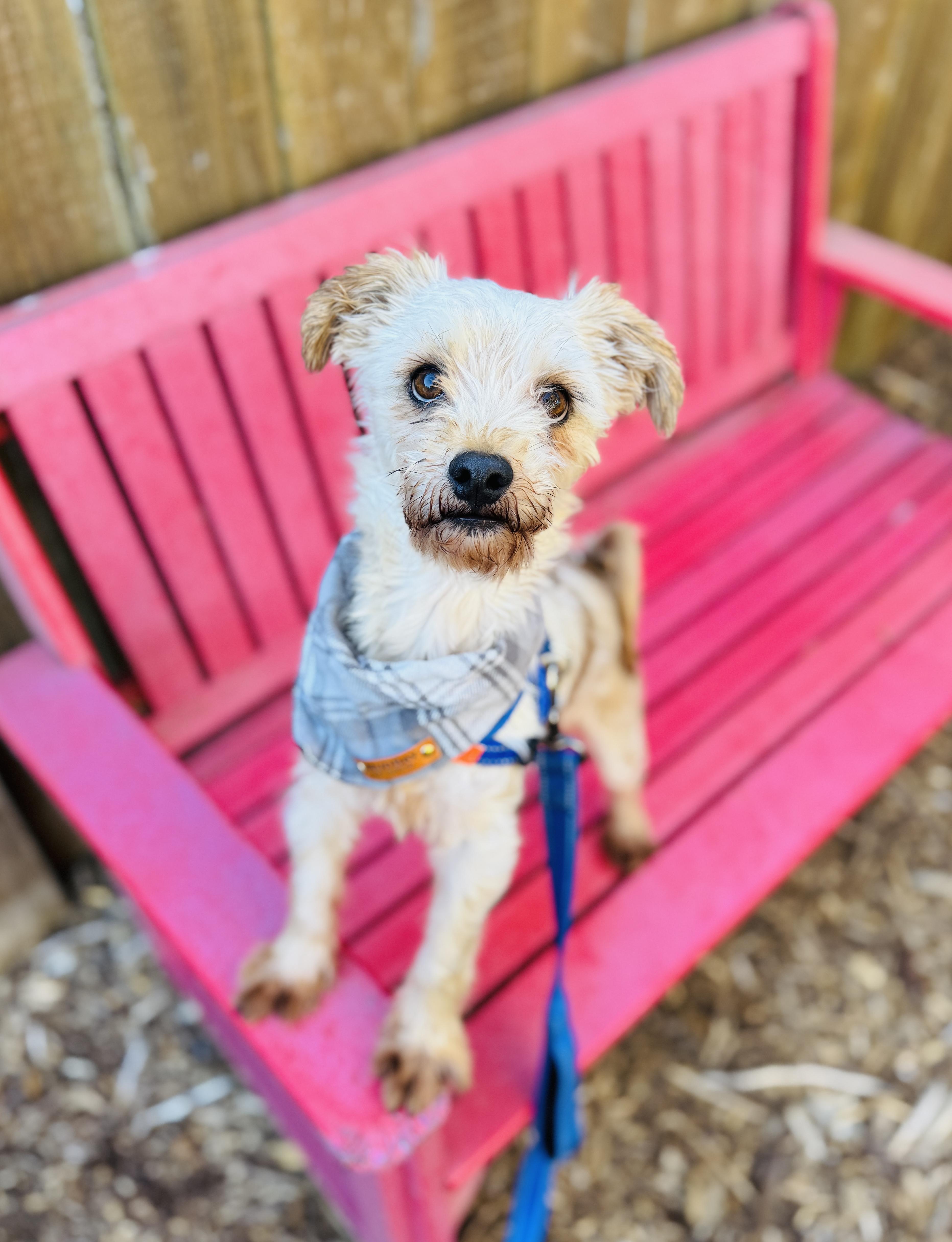 Bentley, a Adoptable mixed breed in lynnwood , WA image 1/6