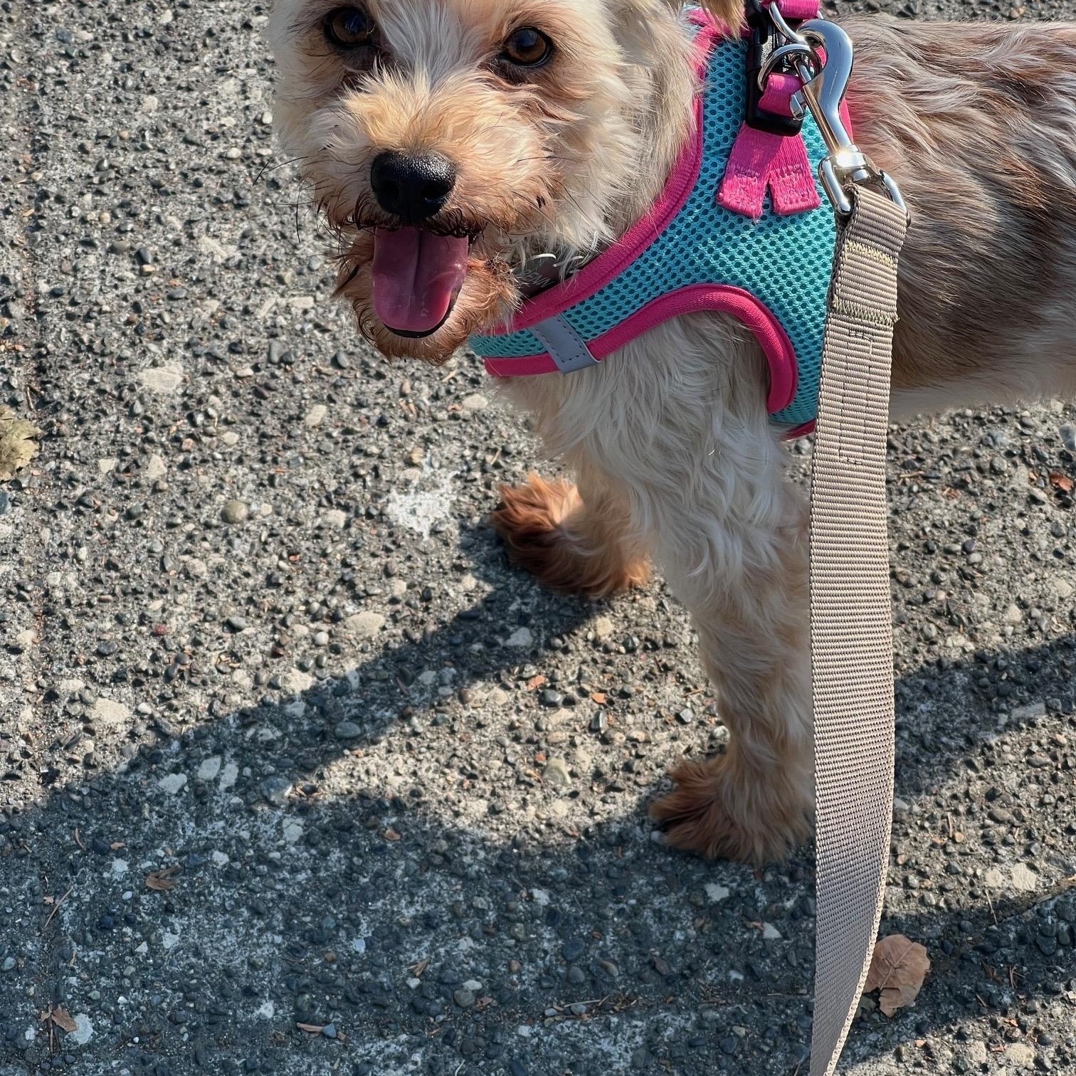 Bentley, a Adoptable mixed breed in lynnwood , WA image 6/6