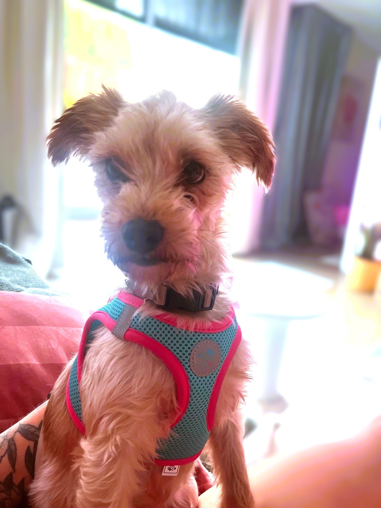 Bentley, a Adoptable mixed breed in lynnwood , WA image 2/6