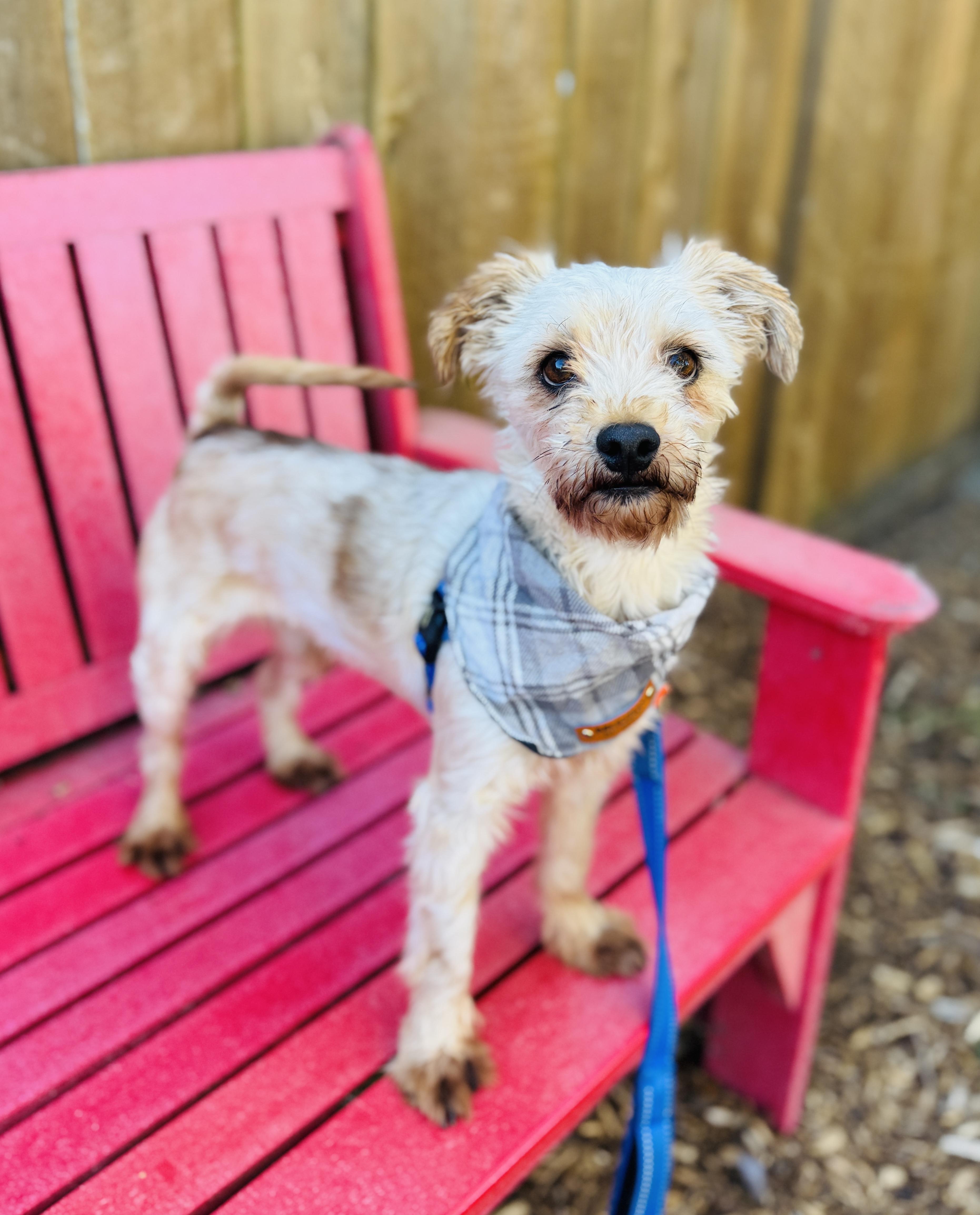 Bentley, a Adoptable mixed breed in lynnwood , WA image 5/6
