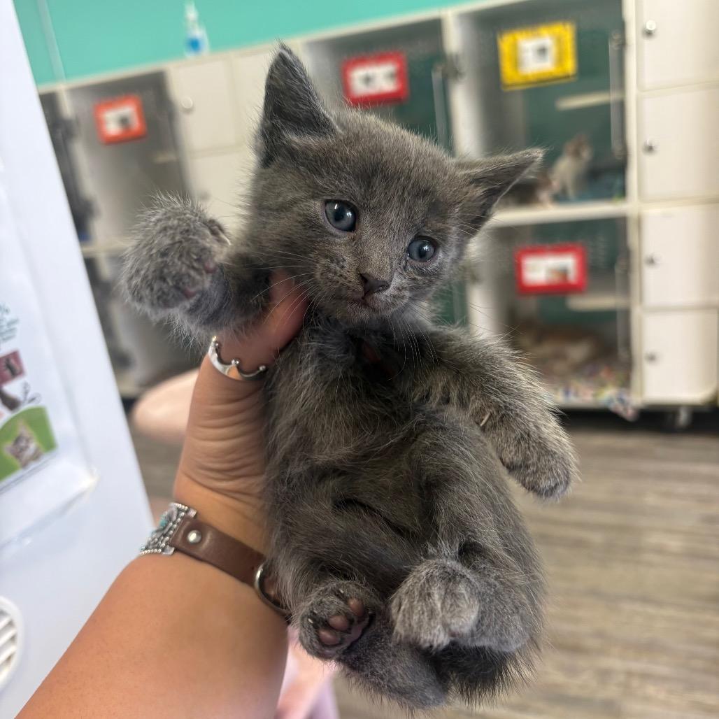 Enlarge Prince, a Adoptable Domestic Medium Hair in Lake Jackson, TX image 1/1