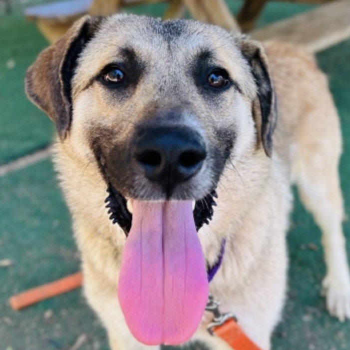 Sawyer, a ADOPTABLE mixed breed in Cedarburg, WI image 5/5