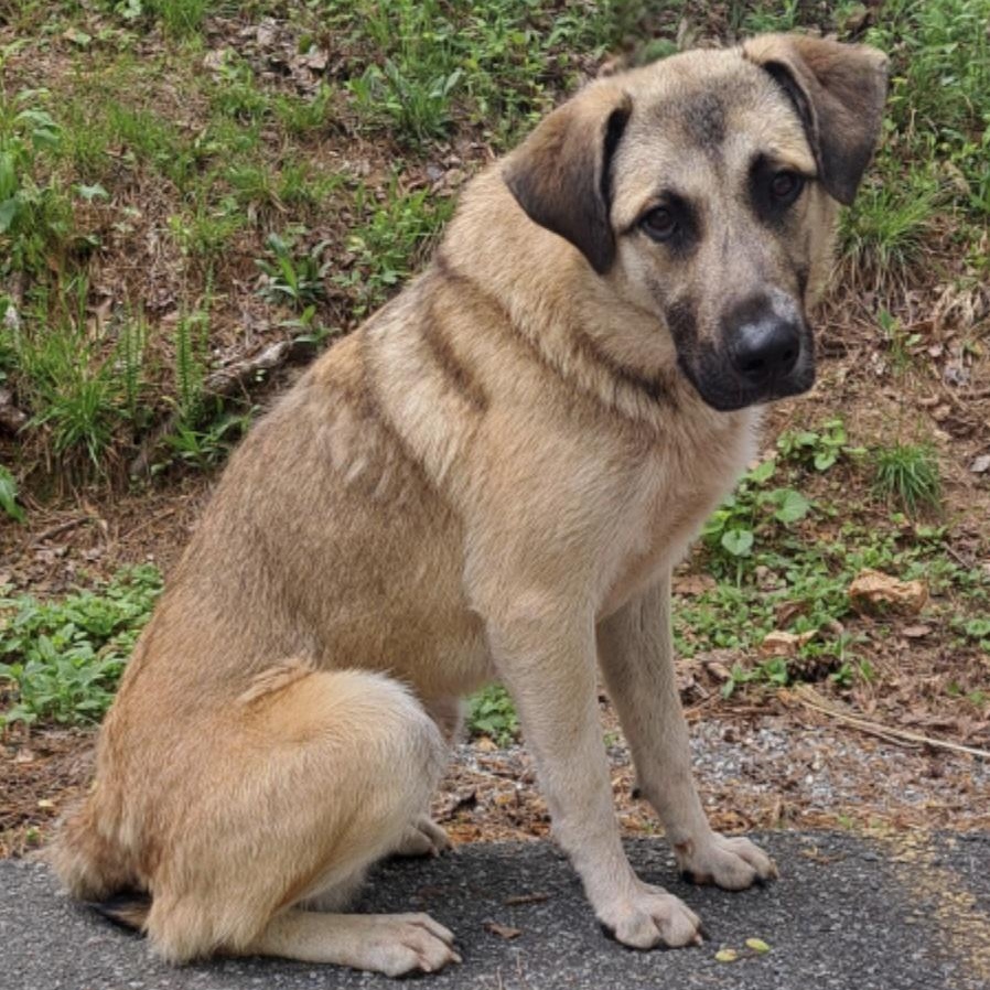 Sawyer, a ADOPTABLE mixed breed in Cedarburg, WI image 3/5