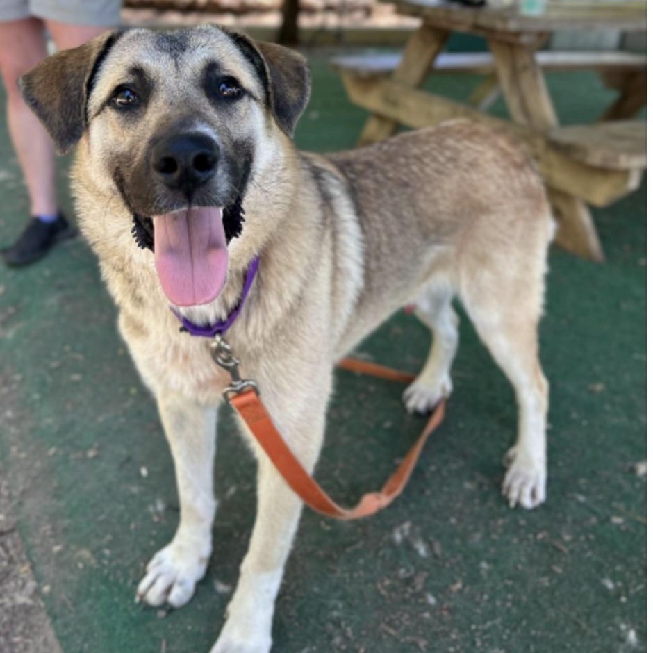 Sawyer, a ADOPTABLE mixed breed in Cedarburg, WI image 1/5