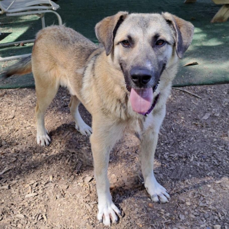 Sawyer, a ADOPTABLE mixed breed in Cedarburg, WI image 2/5