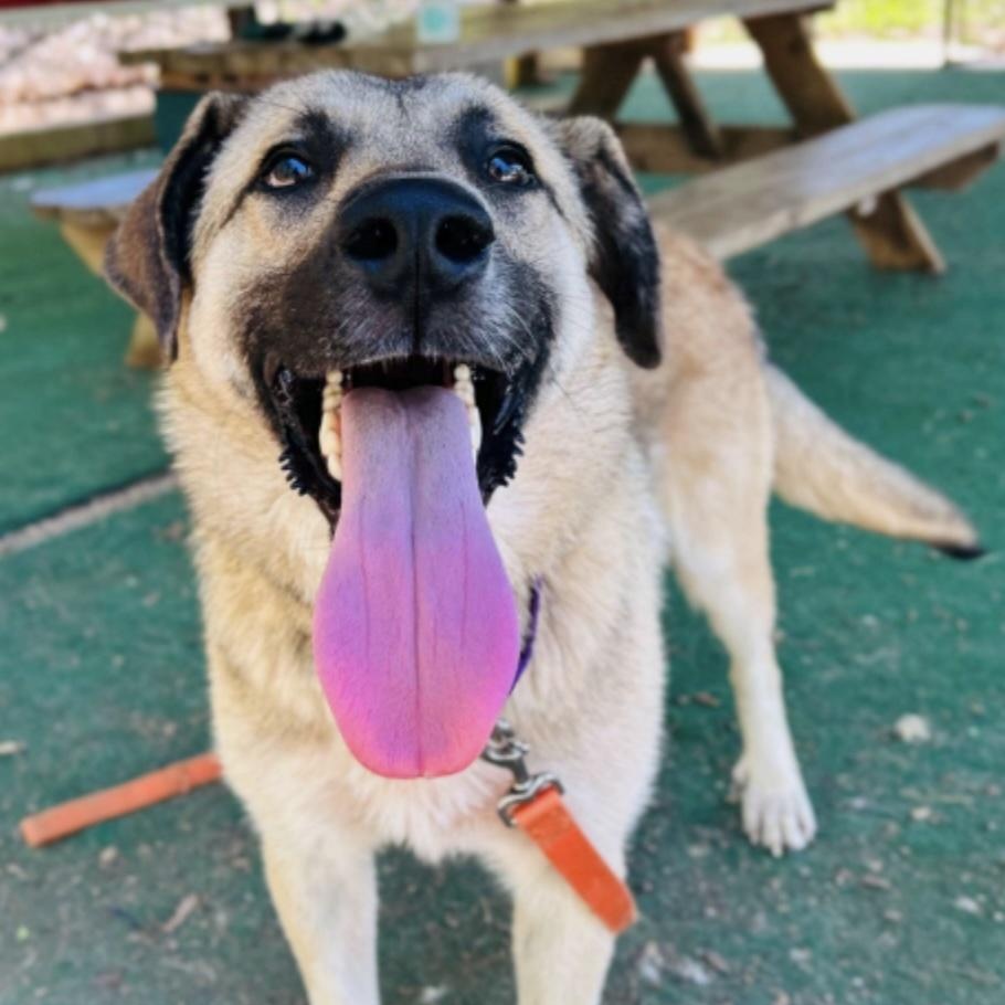 Sawyer, a ADOPTABLE mixed breed in Cedarburg, WI image 4/5
