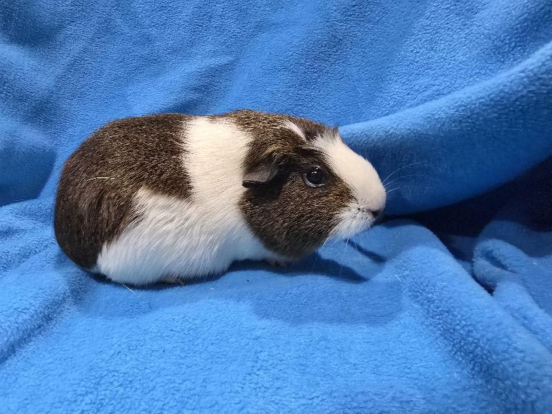 Pitka (sanctuary), Adoptable, Adult Female Guinea Pig.