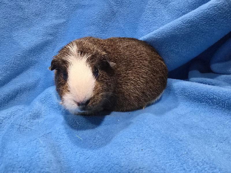 Enlarge Pitka (sanctuary), a Adoptable Guinea Pig in Baton Rouge, LA image 2/3