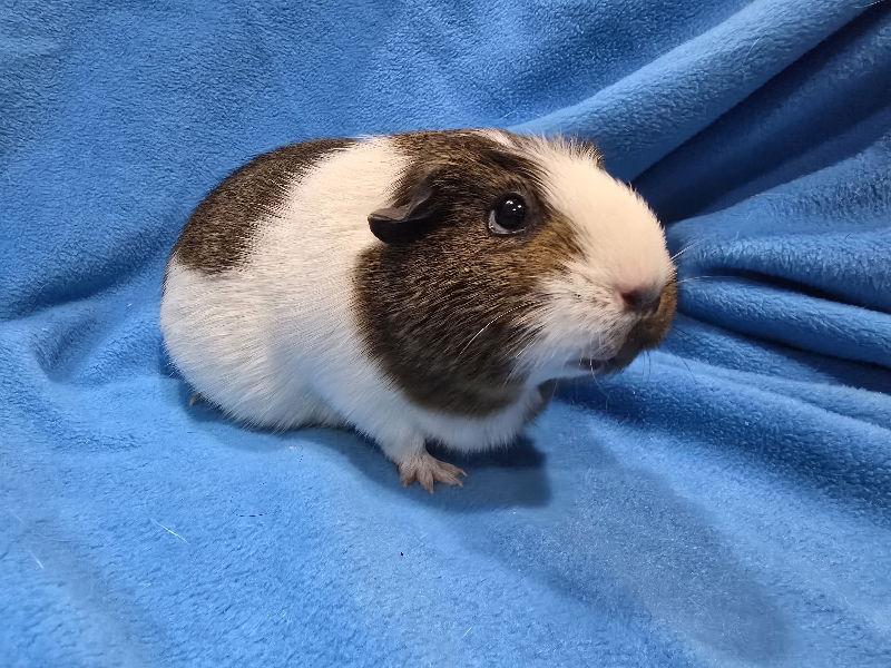 Enlarge Pitka (sanctuary), a Adoptable Guinea Pig in Baton Rouge, LA image 3/3