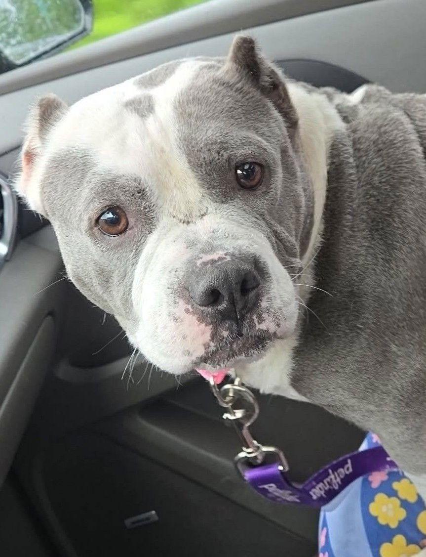 Star, a Adoptable Pit Bull Terrier in Hillsboro, NH image 1/3