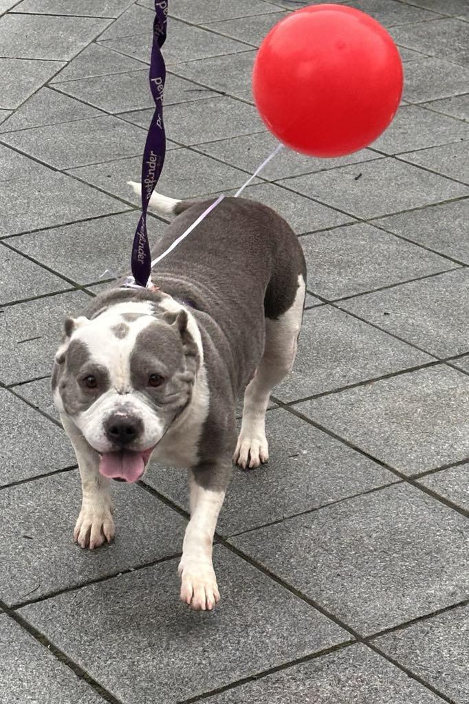 Star, Adoptable, Adult Female Pit Bull Terrier.