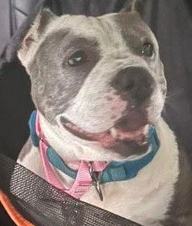 Enlarge Star, a Adoptable Pit Bull Terrier in Hillsboro, NH image 2/3
