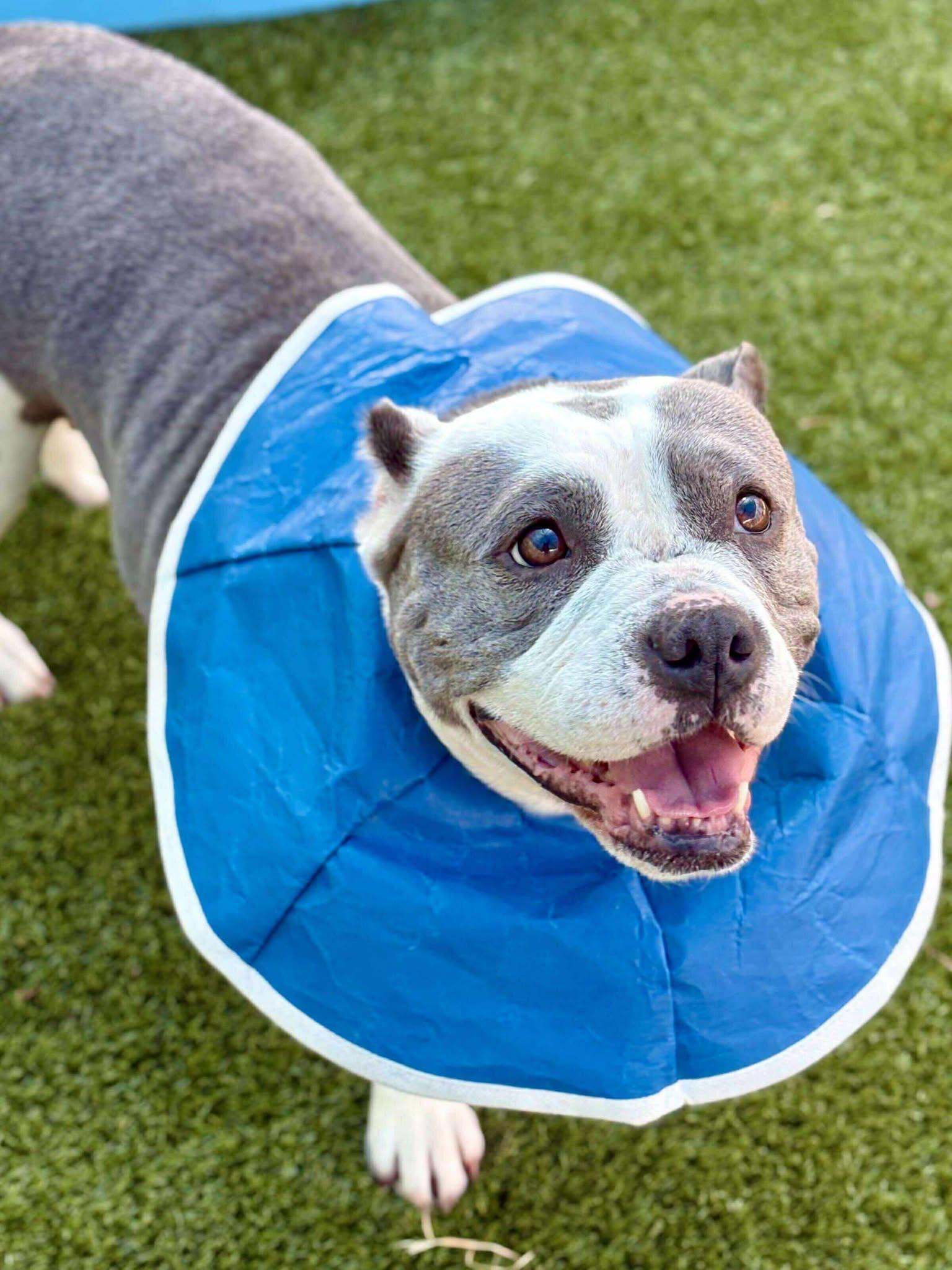 Enlarge Star, a Adoptable Pit Bull Terrier in Hillsboro, NH image 3/3