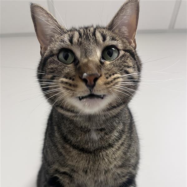 Maria, Adoptable, Adult Female Domestic Short Hair.