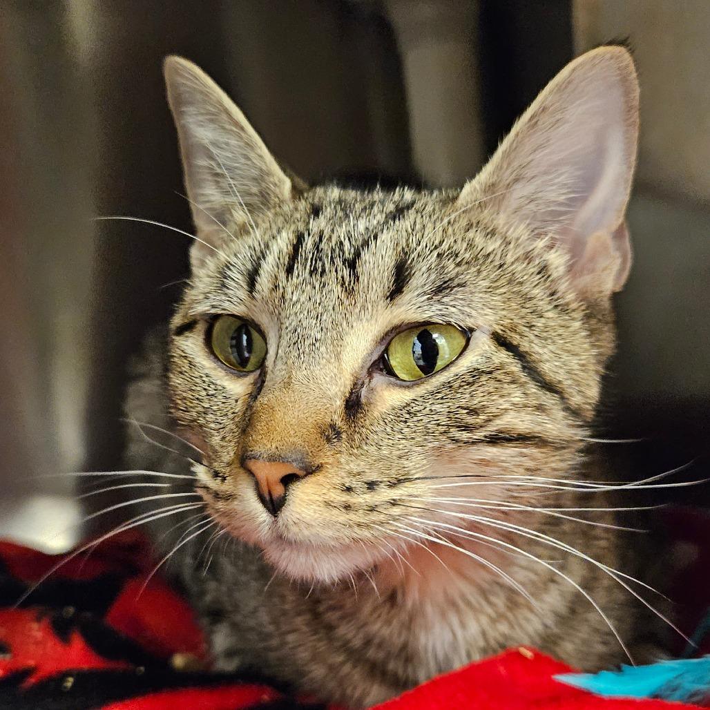 Enlarge Maria, a Adoptable Domestic Short Hair in Bentonville, AR image 1/3