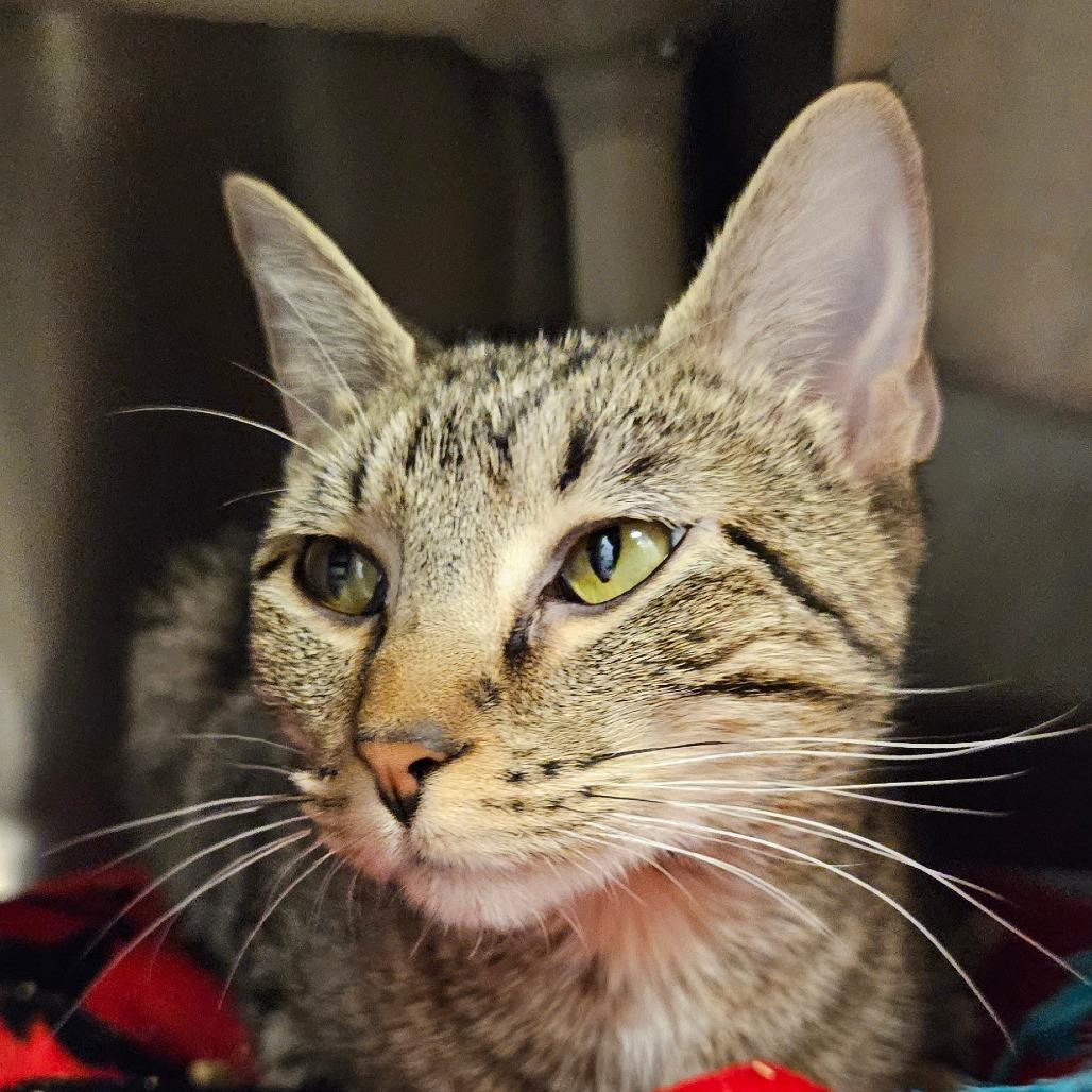 Enlarge Maria, a Adoptable Domestic Short Hair in Bentonville, AR image 2/3