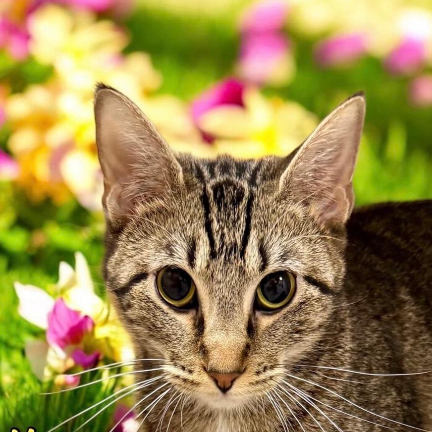 Enlarge Maria, a Adoptable Domestic Short Hair in Bentonville, AR image 3/3