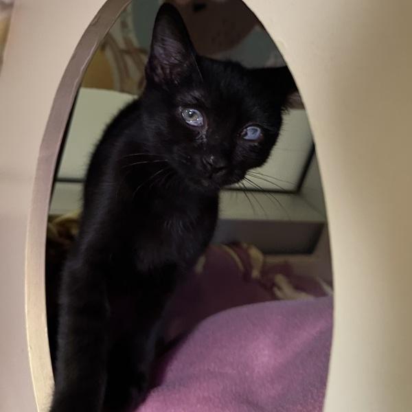 Half Dome, Adoptable, Kitten Female Domestic Short Hair.