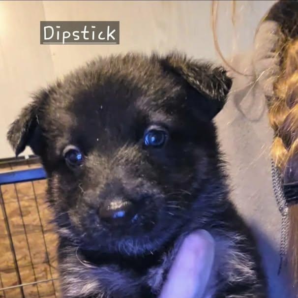 Dipstick (20260213-01)