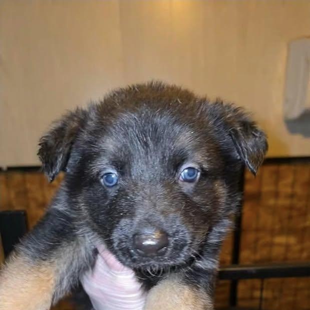 Dipstick (20260213-01) — thumbnail 2