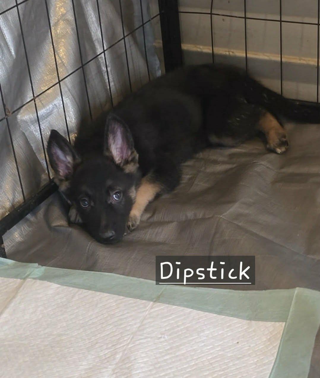 Dipstick (20260213-01) — thumbnail 3