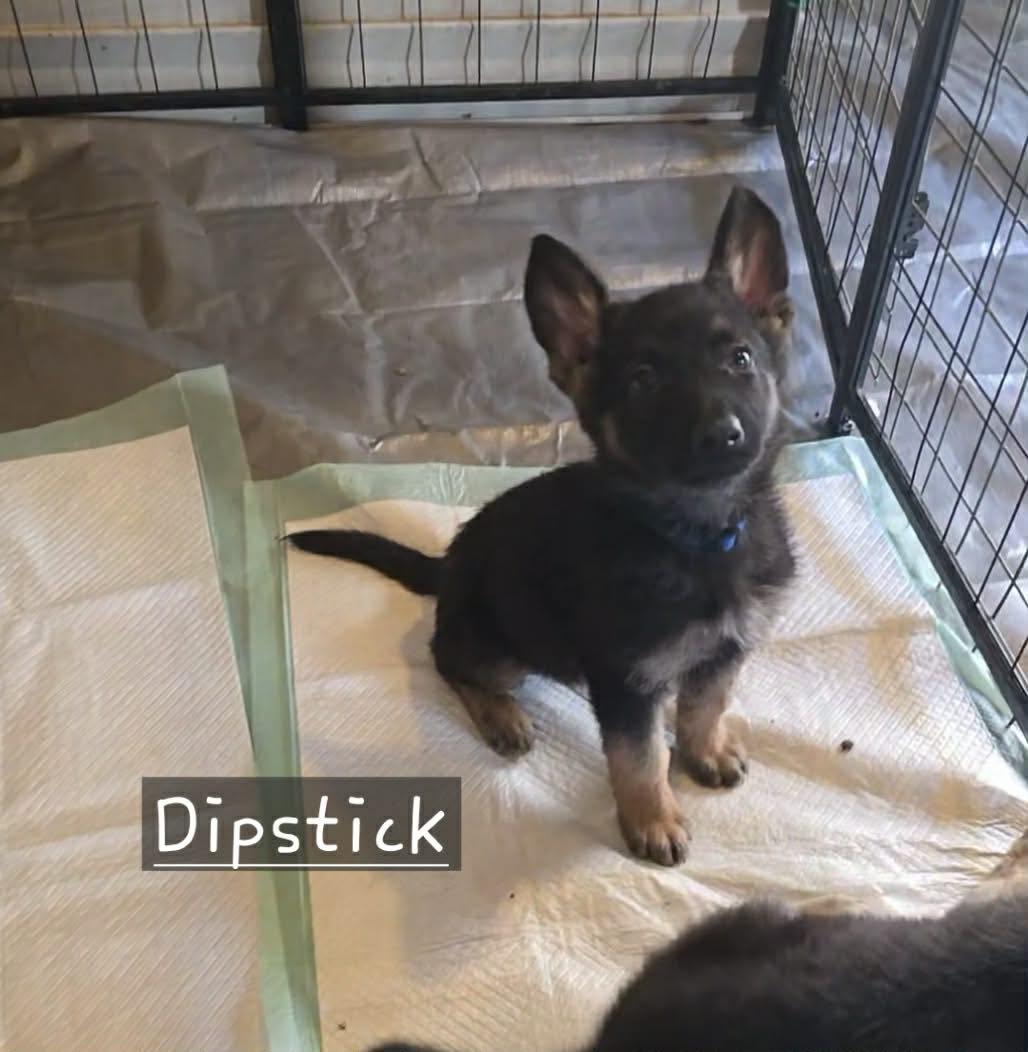 Dipstick (20260213-01) — thumbnail 4