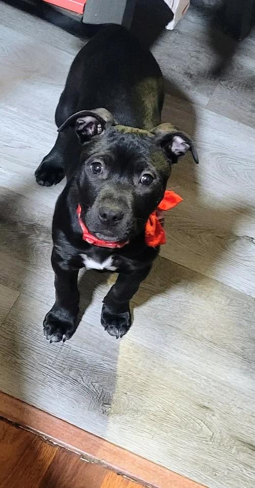 Rainn, adopted, Young Female Pit Bull Terrier.