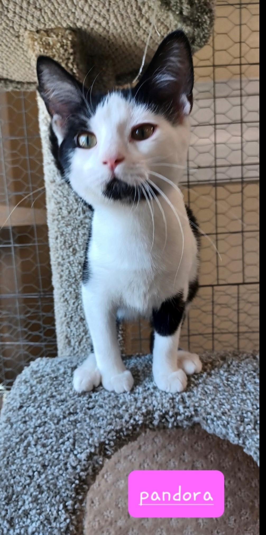 Pandora, a Adoptable Domestic Medium Hair in Walworth, WI image 2/3