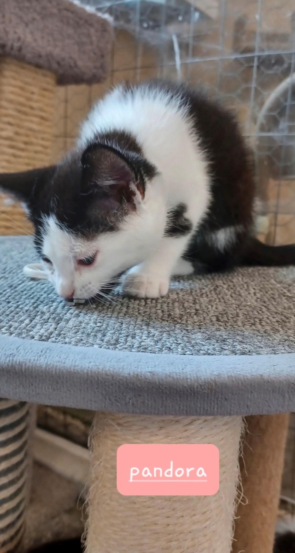 Pandora, a Adoptable Domestic Medium Hair in Walworth, WI image 3/3