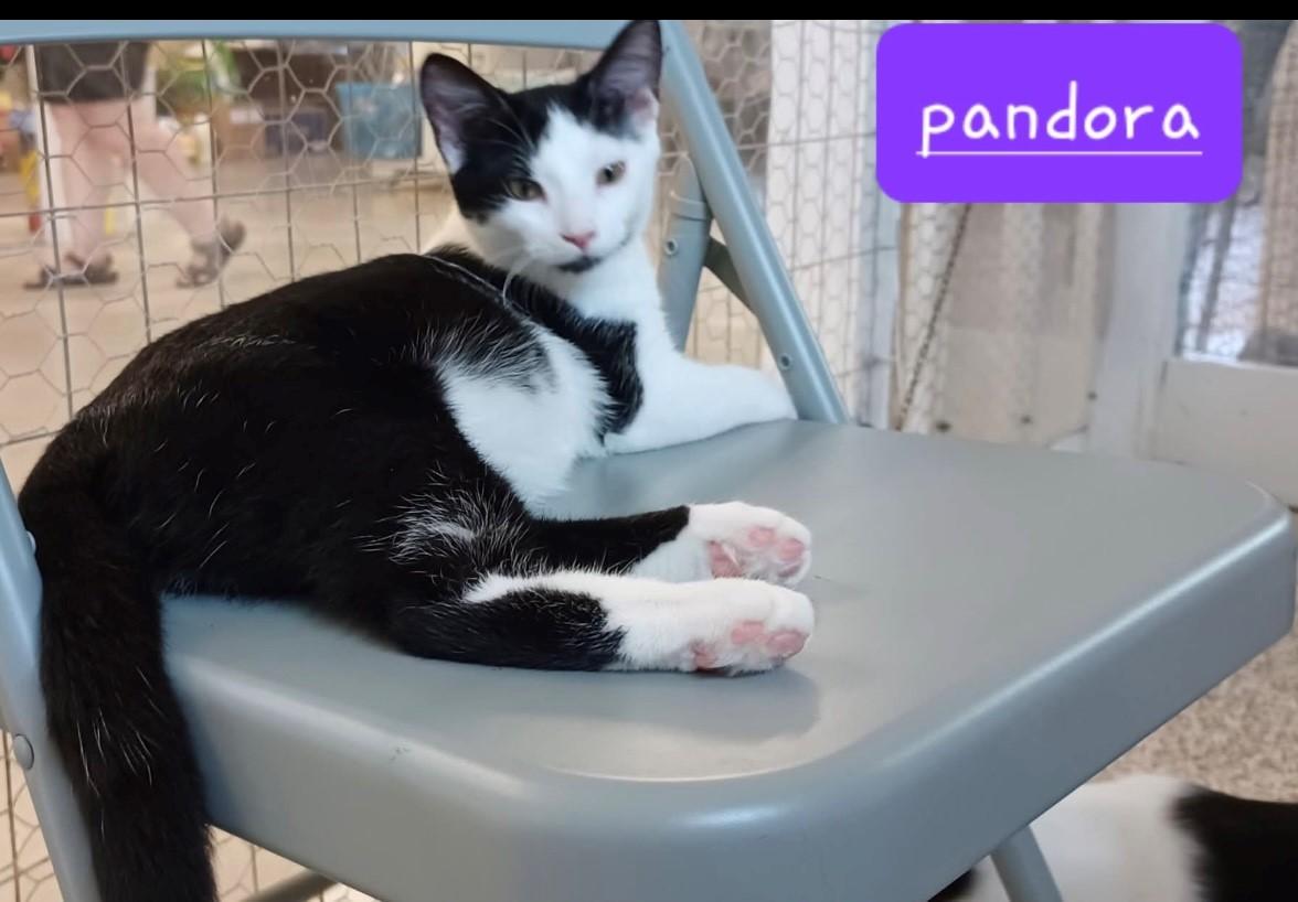Pandora, a Adoptable Domestic Medium Hair in Walworth, WI image 1/3