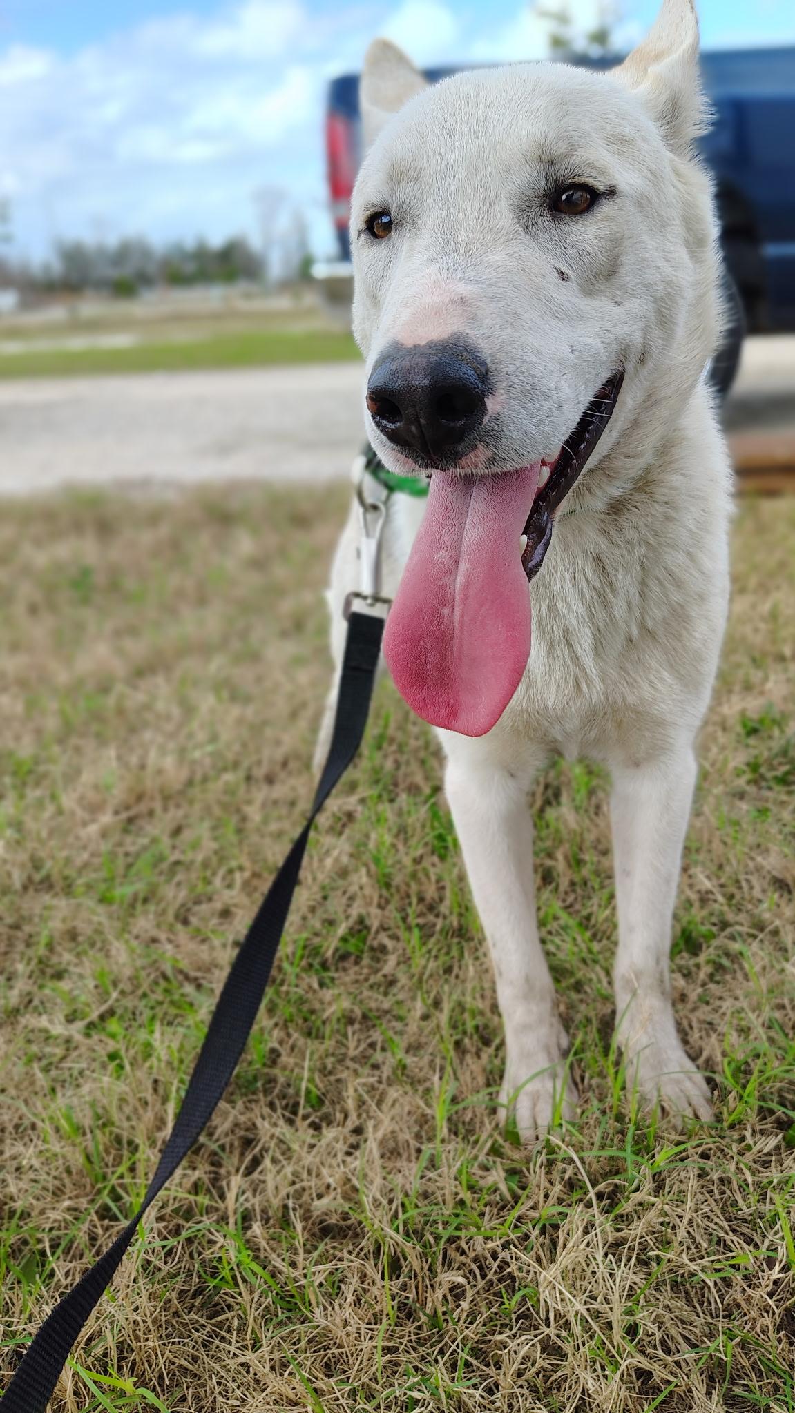 Jeffie, a Adoptable mixed breed in Allentown, PA image 2/4