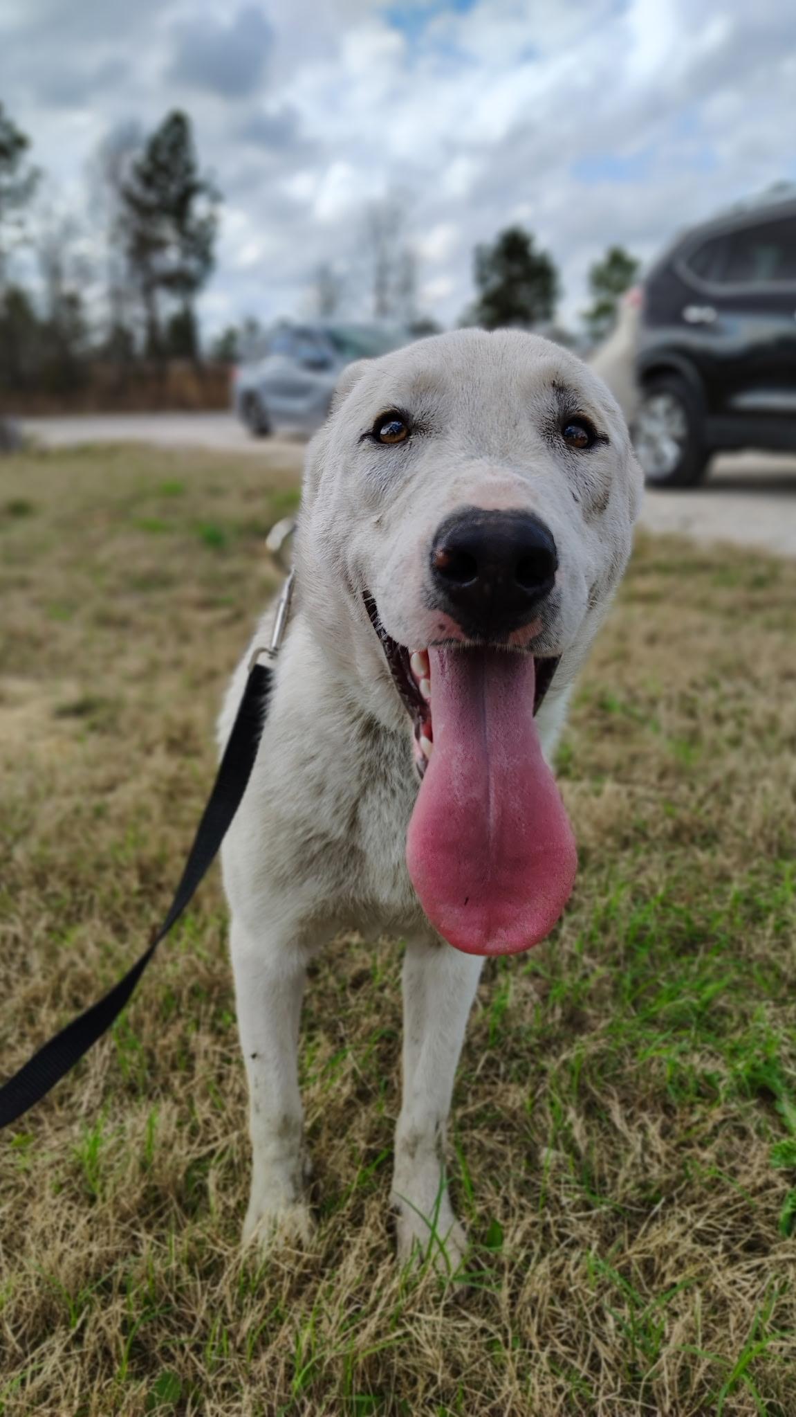 Jeffie, Adoptable, Puppy Male White German Shepherd & Husky.