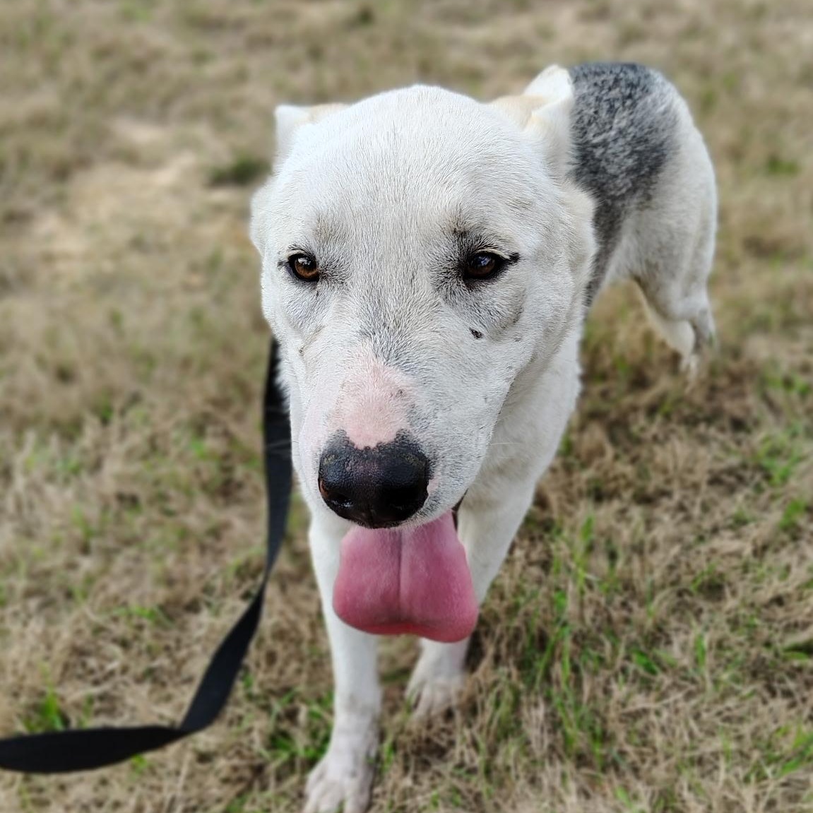 Jeffie, a Adoptable mixed breed in Allentown, PA image 4/4