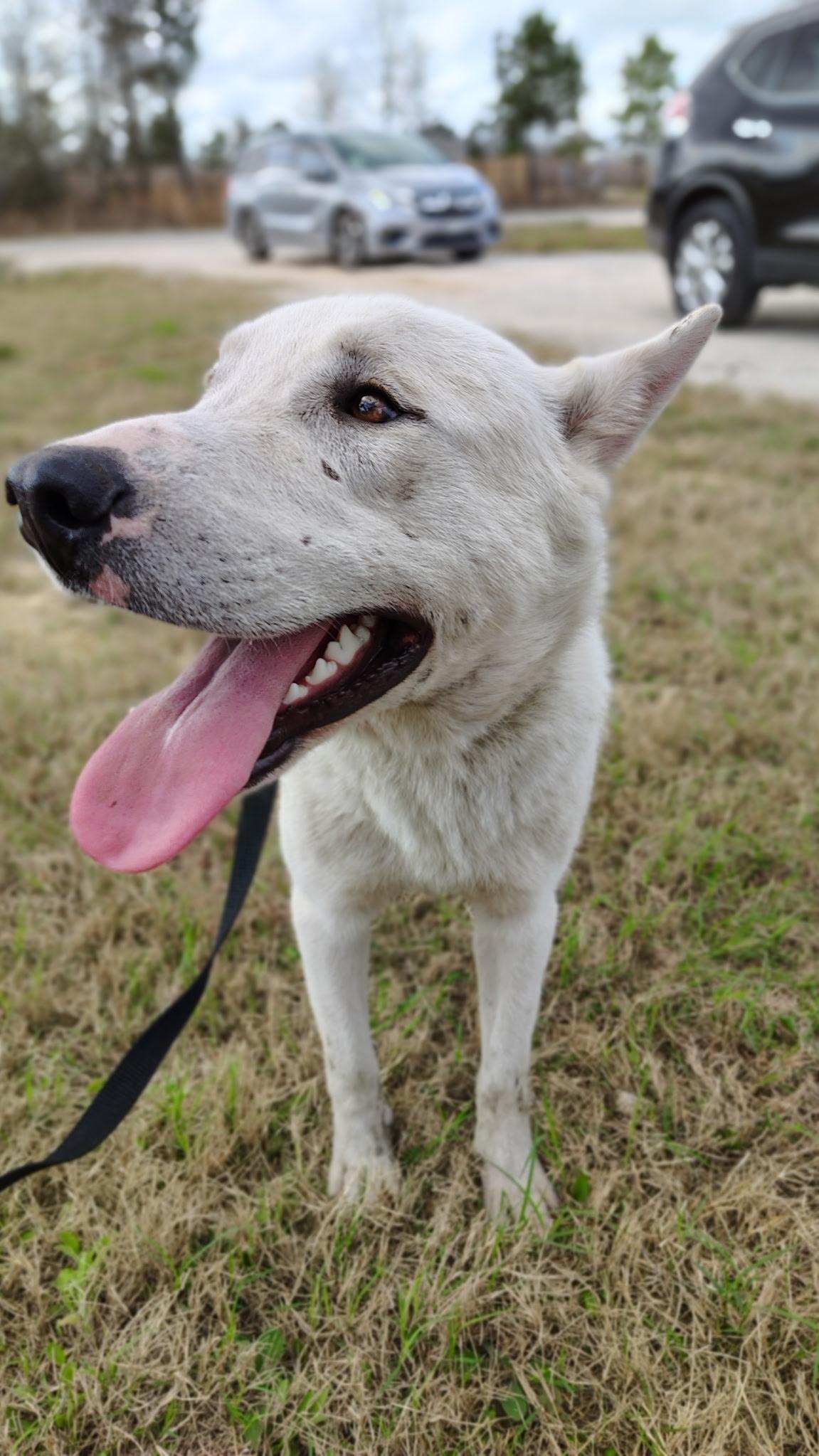 Jeffie, a Adoptable mixed breed in Allentown, PA image 3/4