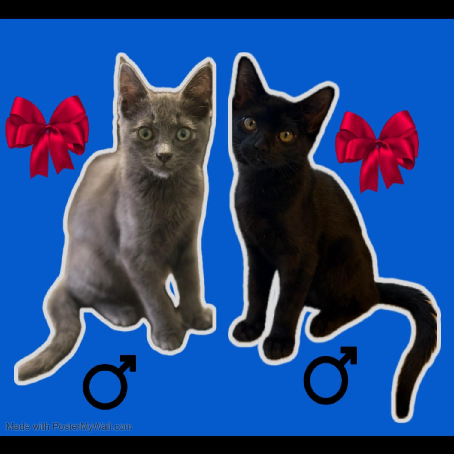 Gravel & Cobble BOYS, Adoptable, Kitten Male Domestic Short Hair.