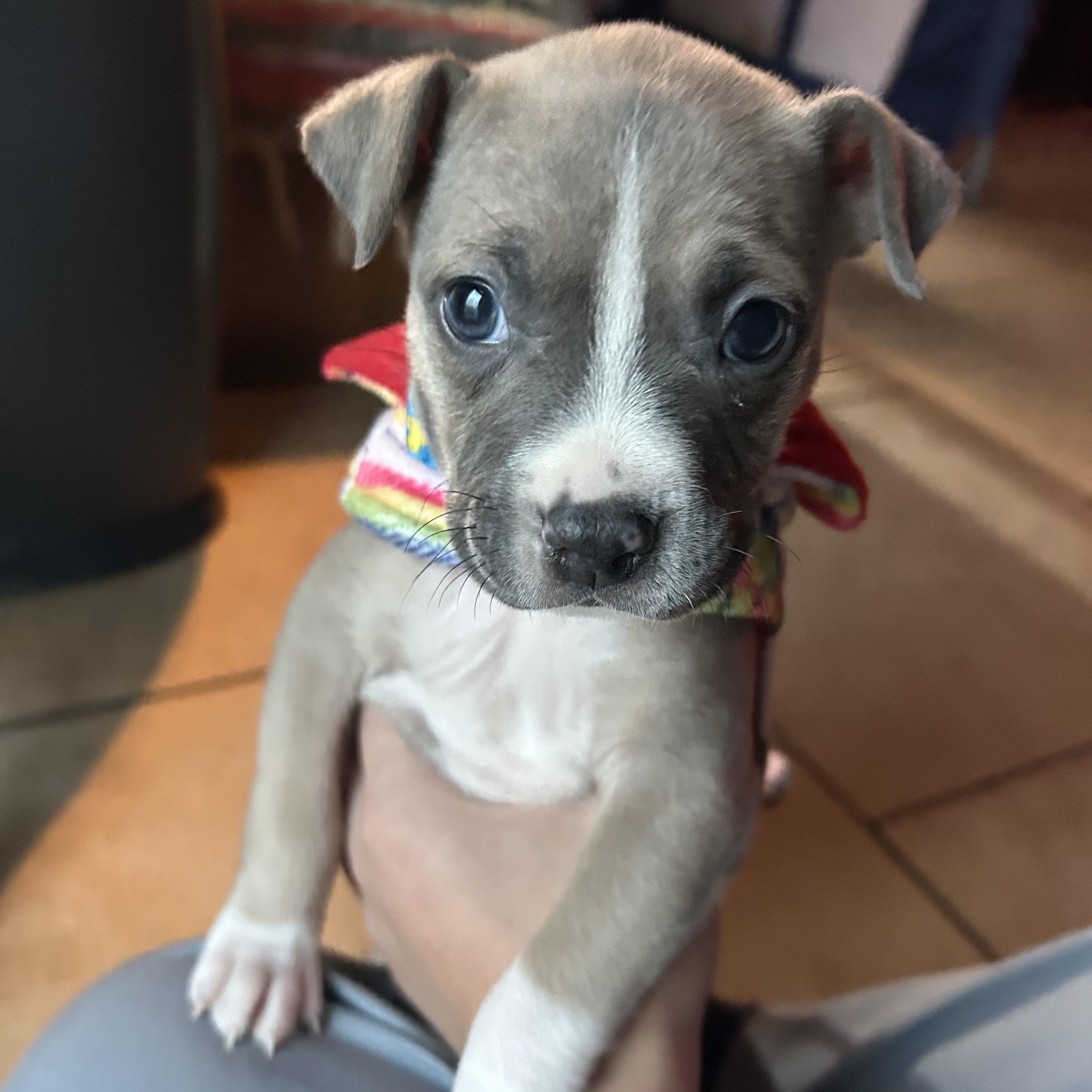 Enlarge Chai-ADOPT Me!!, a ADOPTABLE mixed breed in Redondo Beach, CA image 3/3