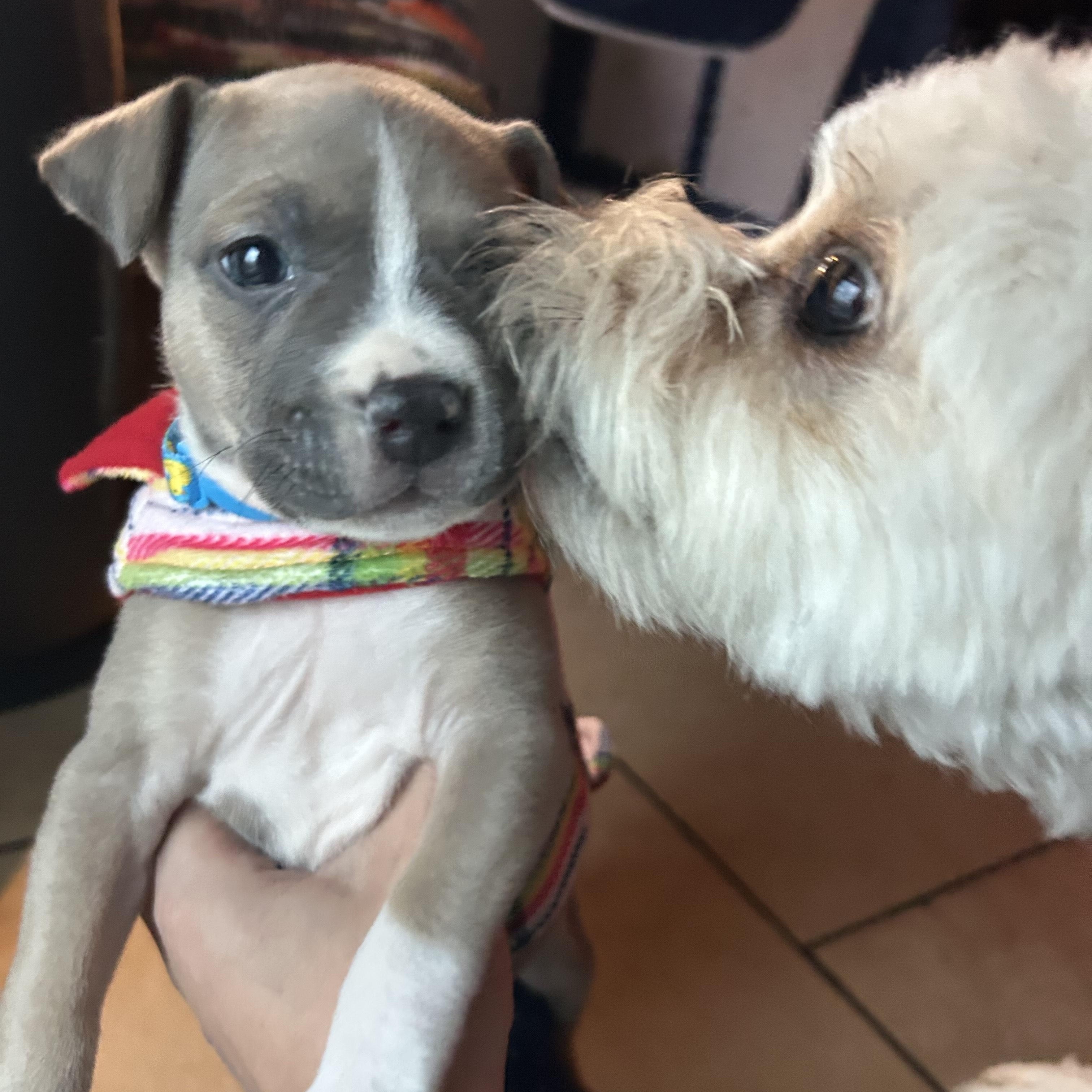 Enlarge Chai-ADOPT Me!!, a ADOPTABLE mixed breed in Redondo Beach, CA image 2/3